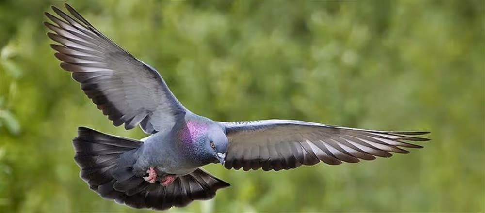 Un pigeon voyageur en vol, ailes largement déployées
