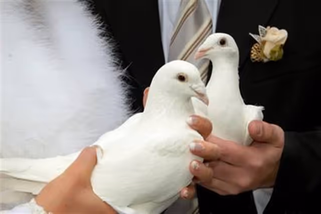 Un marié et une mariée tenant chacun une colombe blanche avant le lâcher
